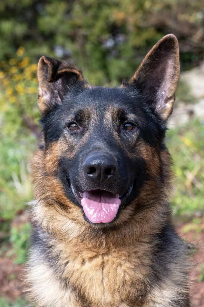 An adult large-sized male Black German Shepherd Dog named Anubis for adoption in Wayland, MA