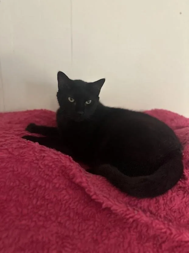 An adult large-sized male Domestic Short Hair cat named Axel for adoption in Ocean View, NJ