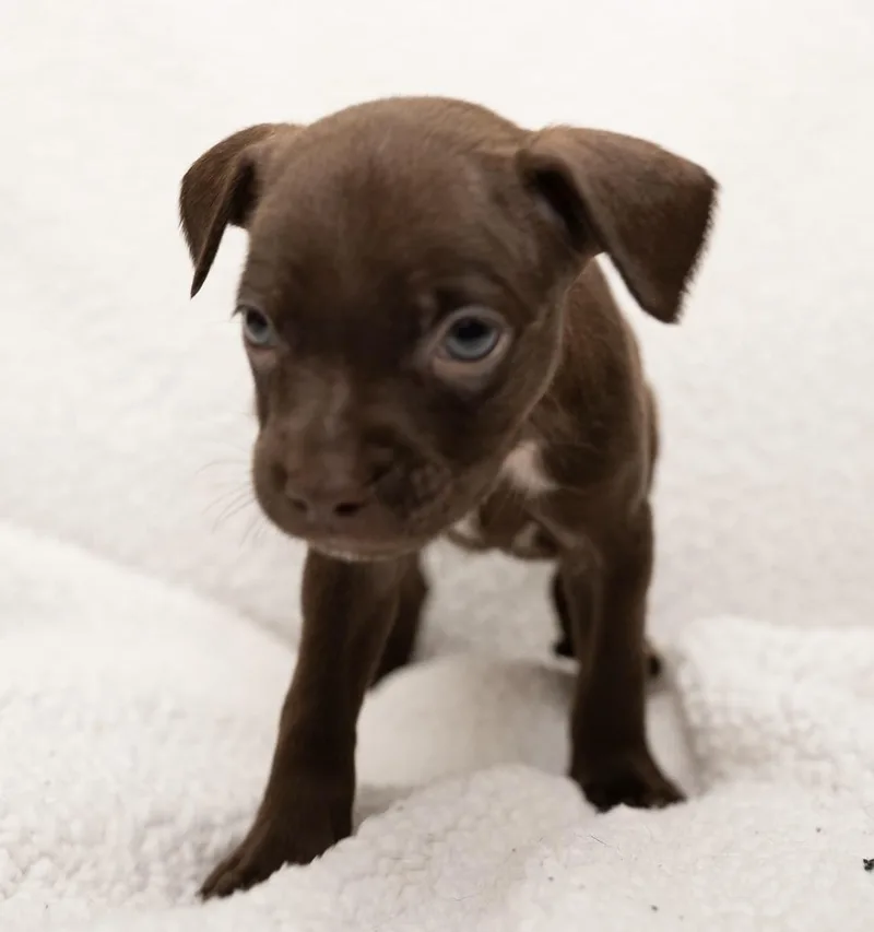 A baby small-sized female Boston Terrier dog named Twixie for adoption in Mobile, AL