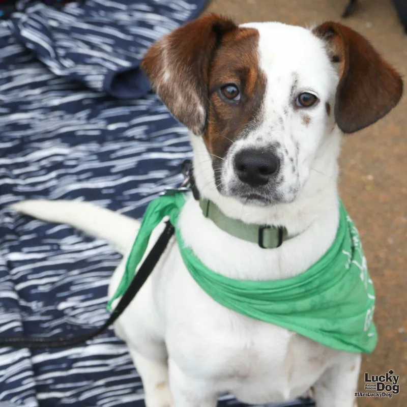A baby large-sized female Shepherd dog named Hiba for adoption in Washington, DC