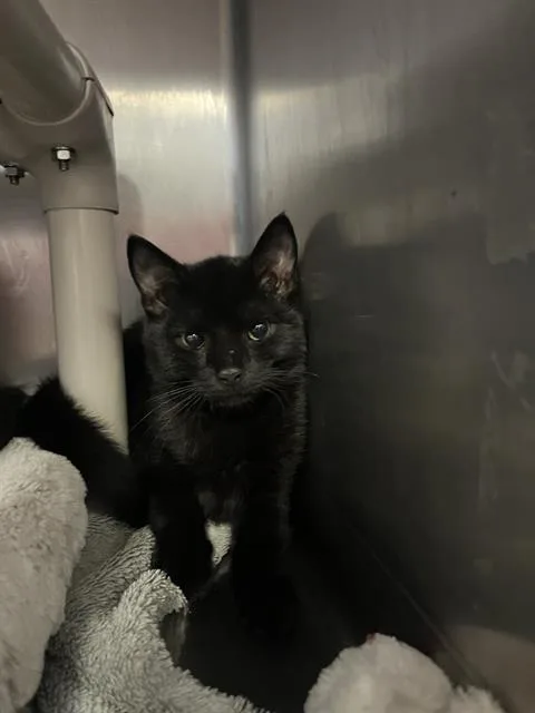A baby medium-sized male Domestic Short Hair cat named Jack for adoption in Brewster, MA