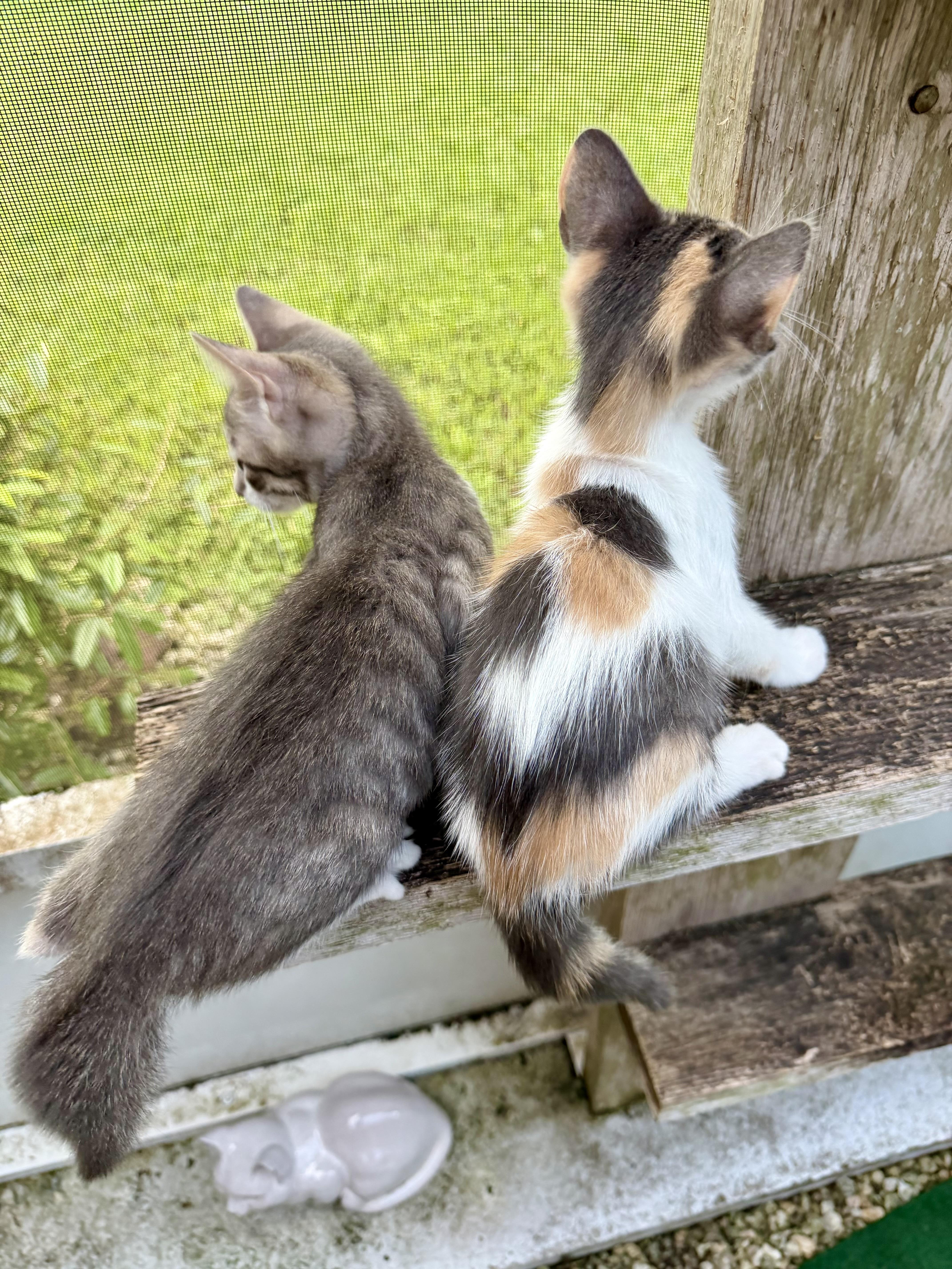 Persephone & Lancaster