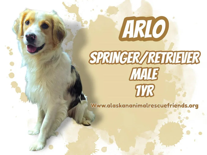 An adult large-sized male English Springer Spaniel dog named Arlo for adoption in Anchorage, AK