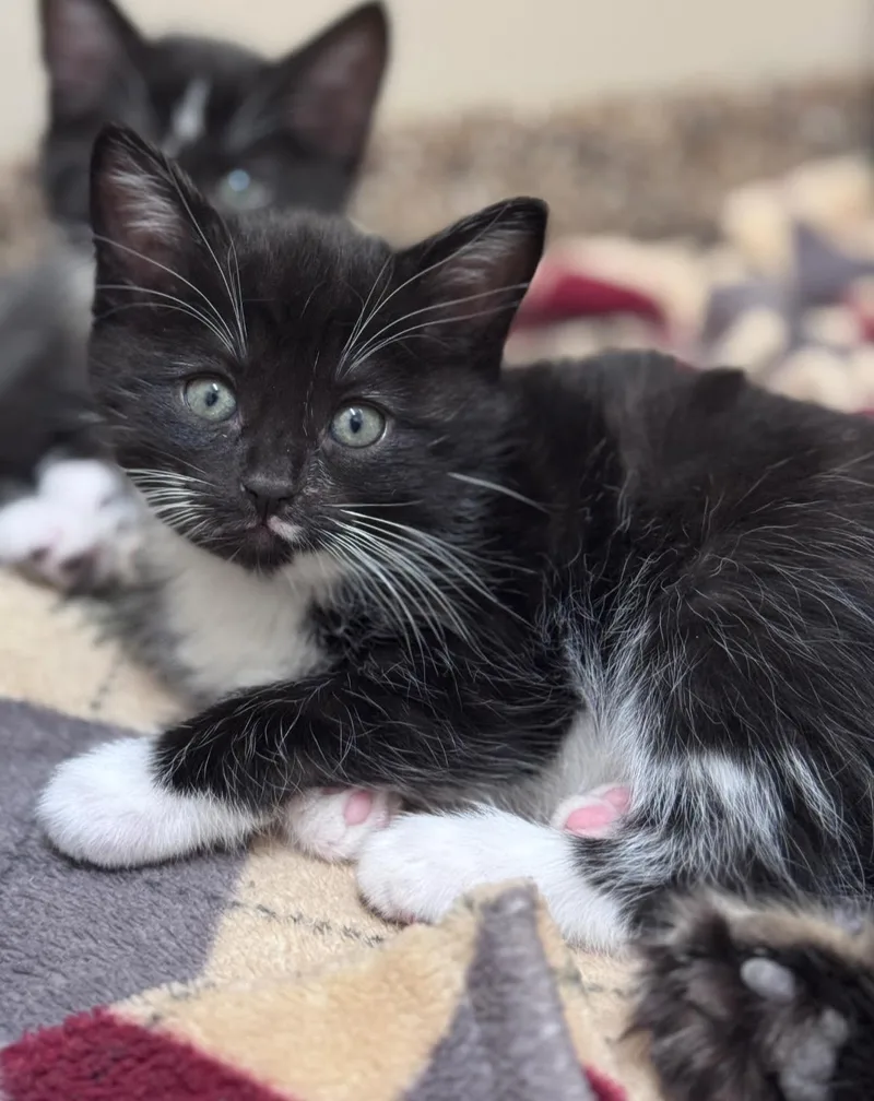 A baby small-sized female Black & White / Tuxedo Domestic Short Hair cat named Honeydew for adoption in Hackensack, MN