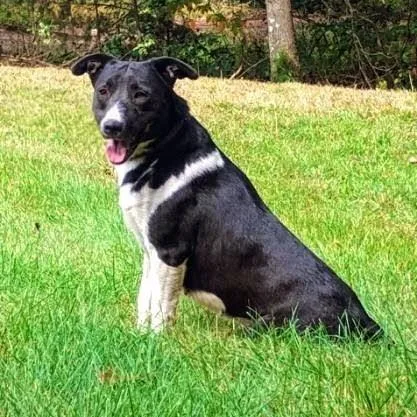 An adult medium-sized female Collie dog named Sophie for adoption in Flintstone, MD