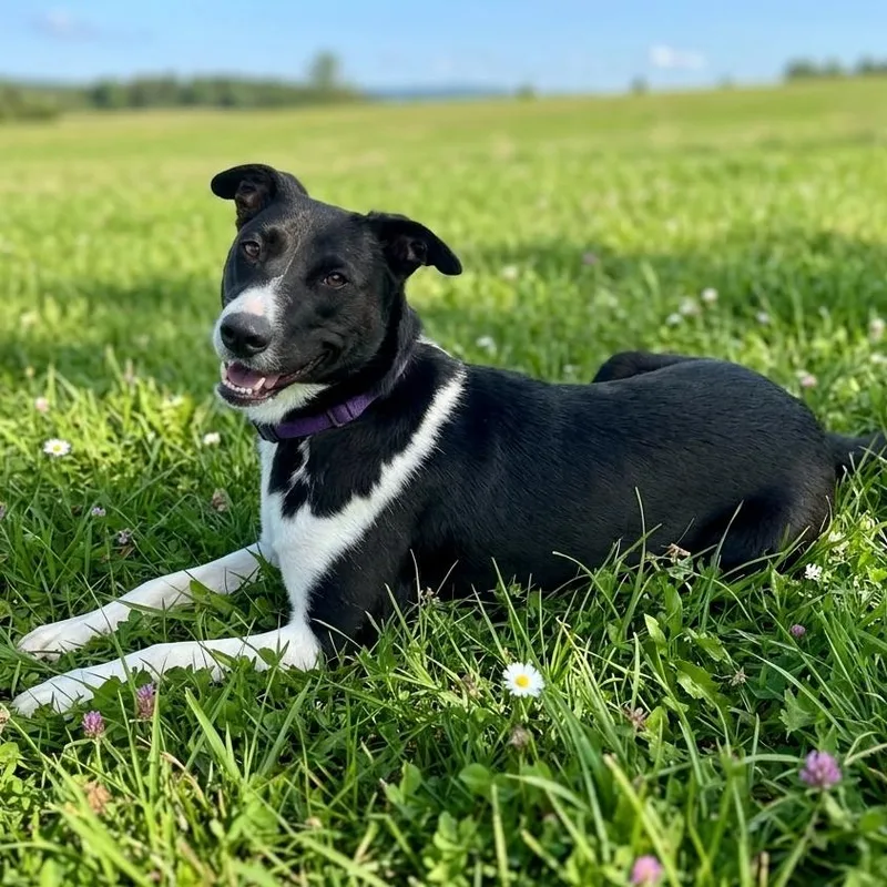 Sophie thumbnail 6
