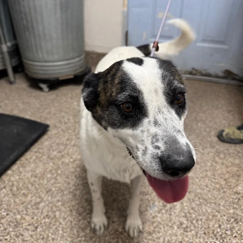 Mercury Jones thumbnail 2