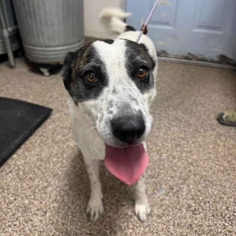 Mercury Jones thumbnail 4