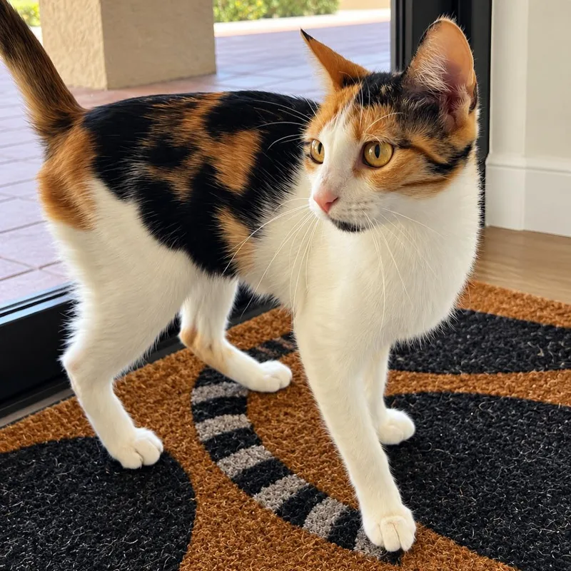 A young small-sized female Calico Domestic Short Hair cat named Lumi for adoption in Tustin, CA