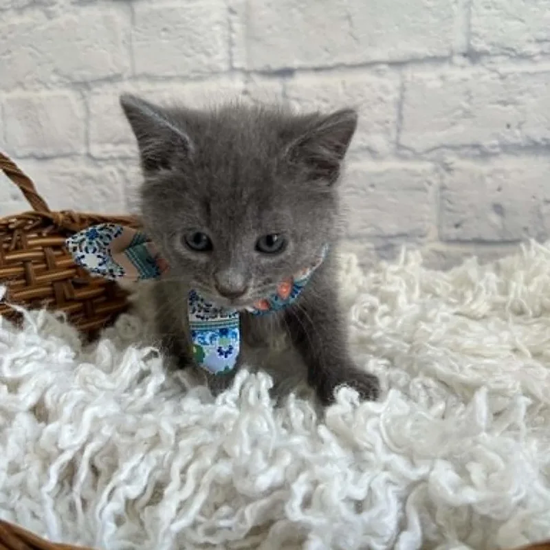 A baby small-sized male Gray / Blue / Silver Domestic Short Hair cat named Miny for adoption in Harrisonburg, VA
