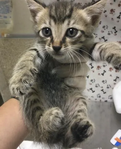 A baby small-sized female Domestic Short Hair cat named Squirrely for adoption in Riverside, CA