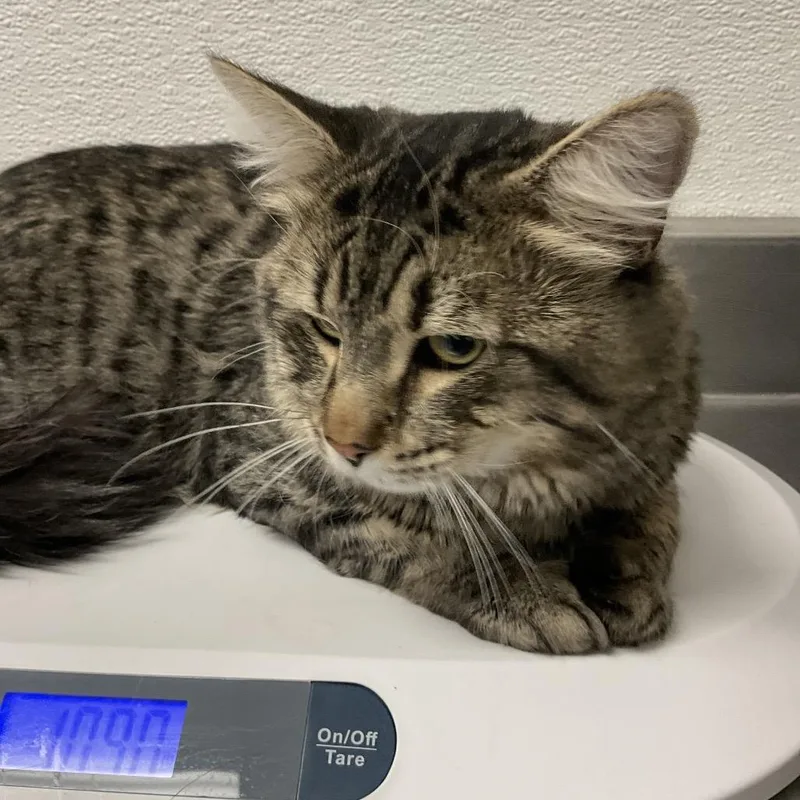 An adult large-sized male Domestic Short Hair cat named HACCStray for adoption in Henderson, NV