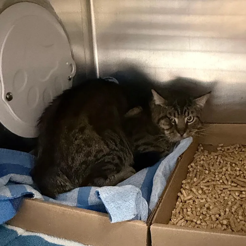 A baby small-sized male Gray / Blue / Silver Domestic Short Hair cat named Tiger for adoption in Newark, NJ