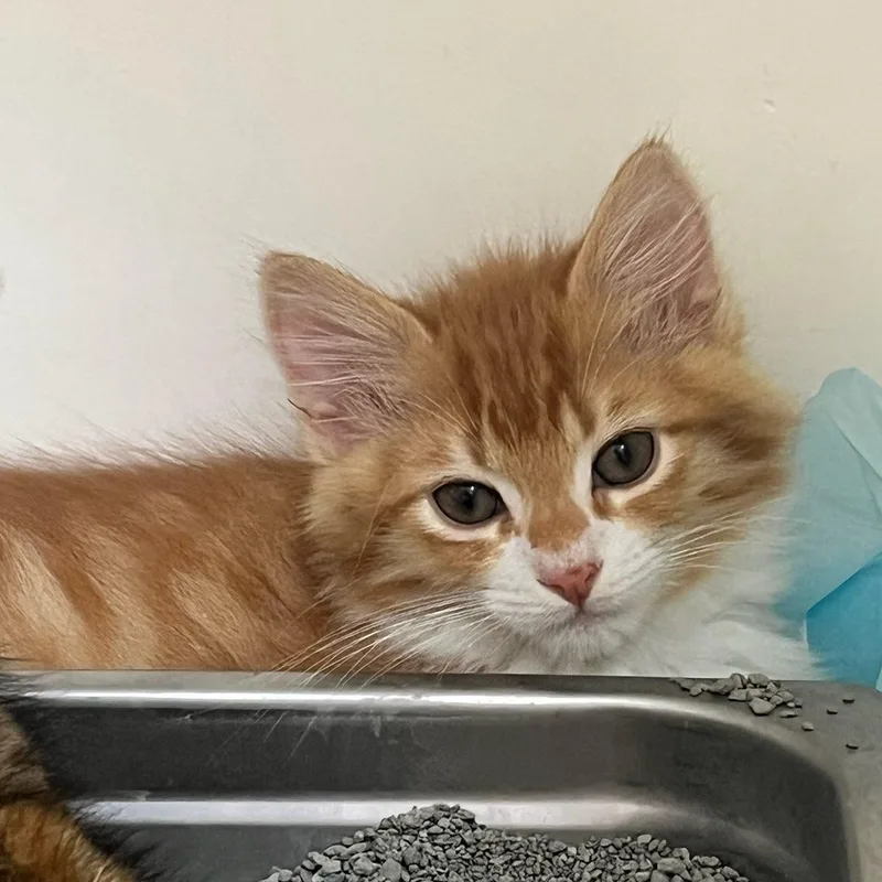 A baby small-sized male Orange & White Domestic Short Hair cat named Sailor for adoption in Manassas, VA