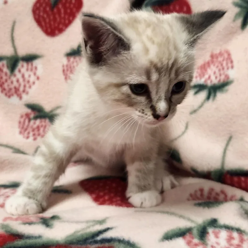 A baby small-sized female Cream / Ivory Siamese cat named Marshmallow for adoption in Brighton, MO