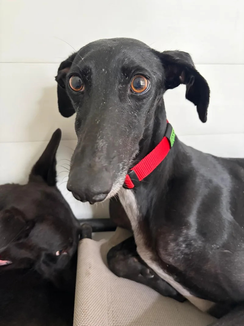 A young medium-sized female Galgo Spanish Greyhound dog named Yuma for adoption in Winter Park, FL