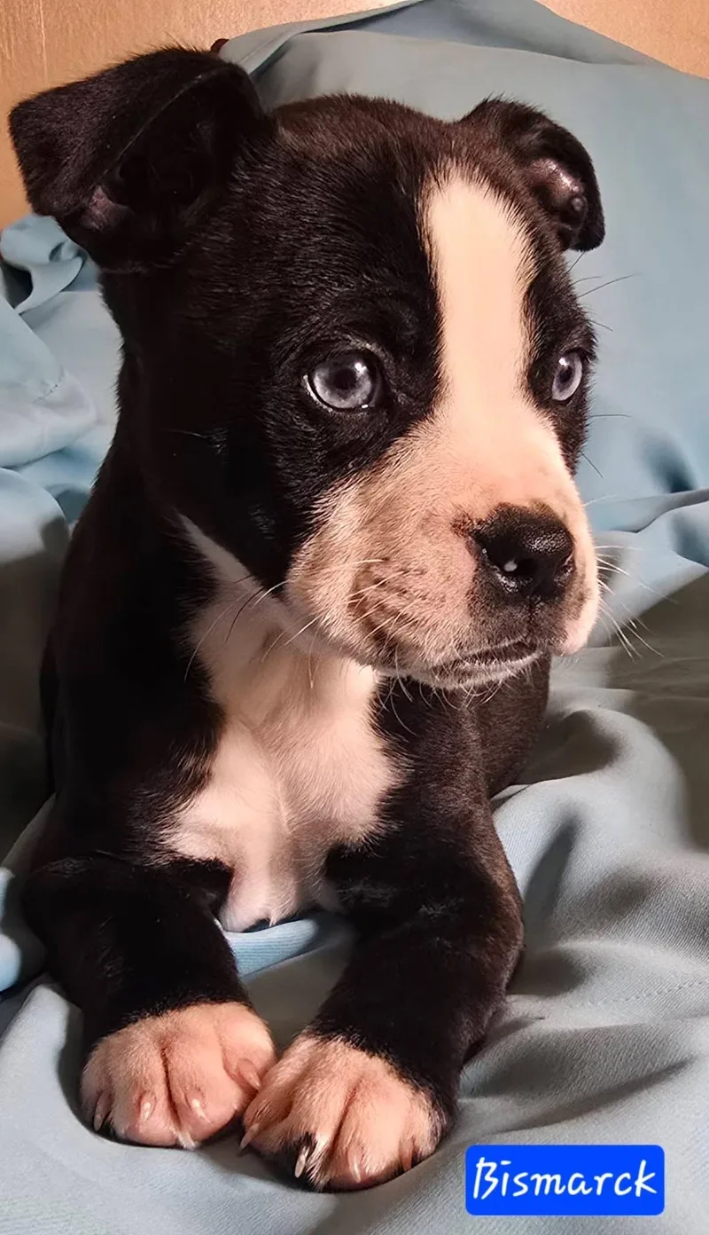 Bismarck In New England thumbnail 5