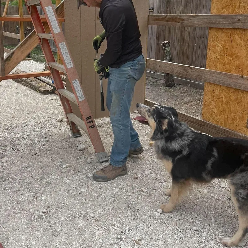An adult large-sized male Black Australian Shepherd dog named Buddy Mcbee for adoption in Corpus Christi, TX