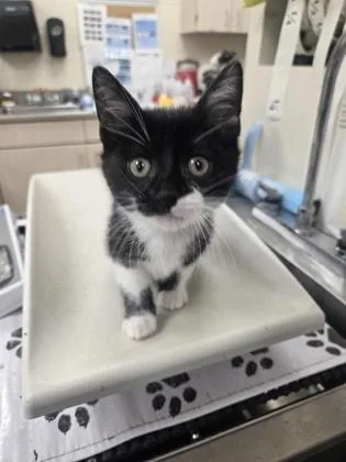 A baby small-sized male Domestic Short Hair cat named Squash for adoption in Westland, MI
