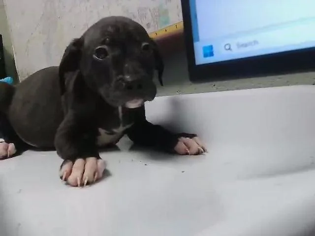 A baby small-sized female Pit Bull Terrier dog named Bulbasaur for adoption in Tulsa, OK