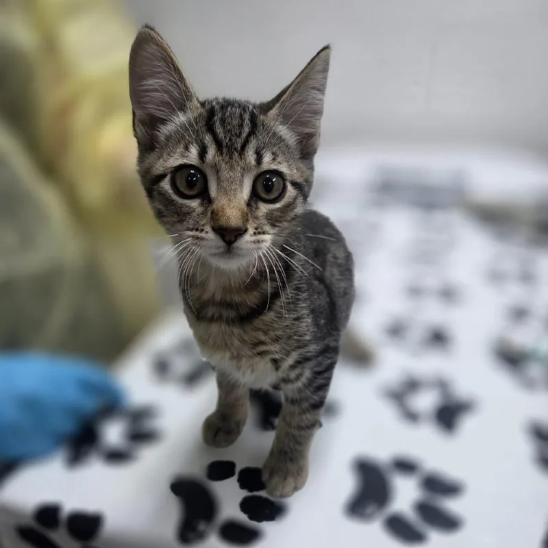A baby small-sized male Brown / Chocolate Domestic Short Hair cat named Sausage for adoption in Incline Village, NV