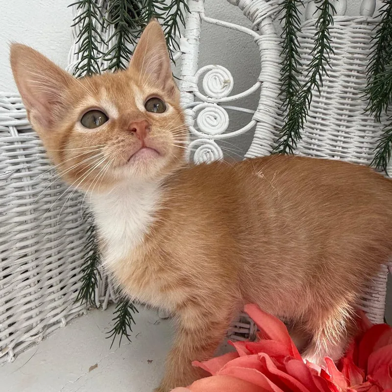 A baby small-sized female Orange / Red Domestic Short Hair cat named Stetson Outlaw for adoption in Eaton Rapids, MI