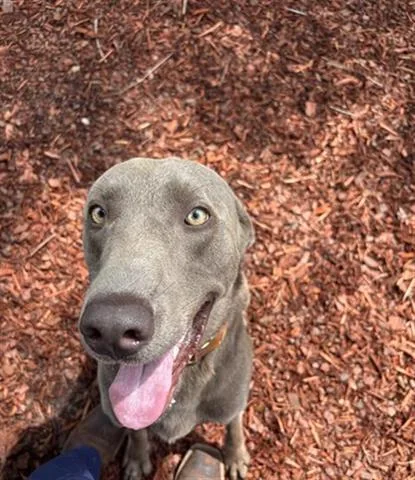 A young medium-sized male Weimaraner dog named Sterling for adoption in Panama City, FL