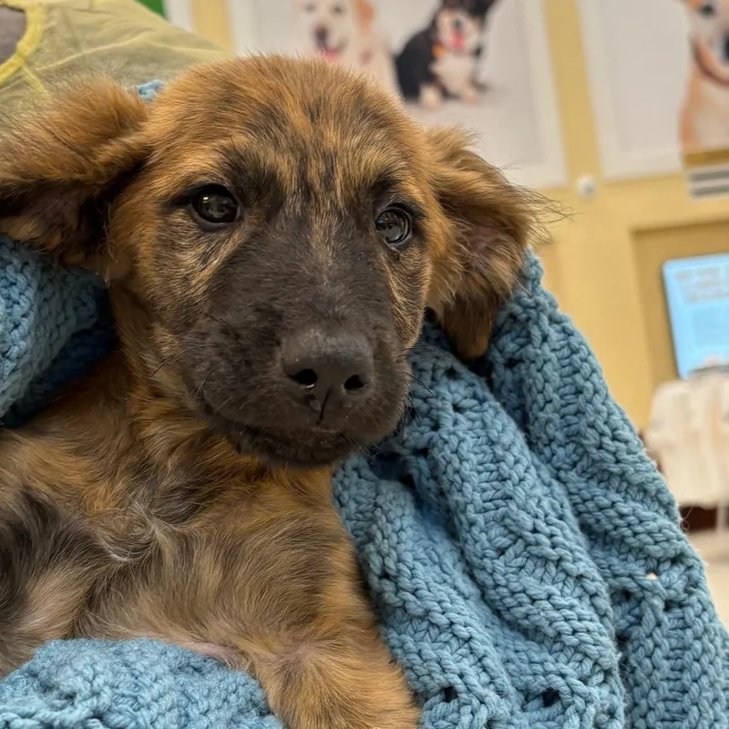 A baby medium-sized male Brindle Mixed Breed dog named Jerry for adoption in West Palm Beach, FL