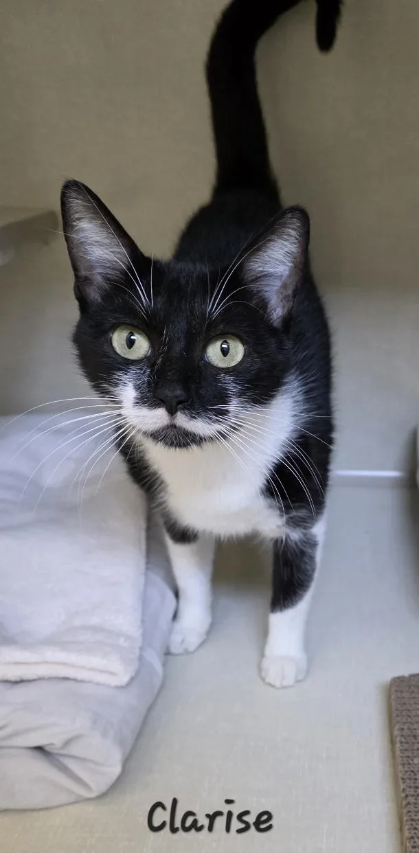 An adult medium-sized female Domestic Short Hair cat named Clarise for adoption in Key Largo, FL