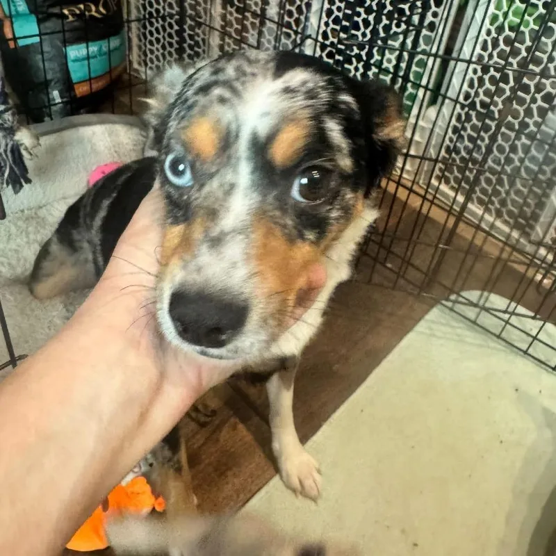 An adult medium-sized female Black Australian Shepherd dog named Winnie Hocus Pocus for adoption in Allen, TX