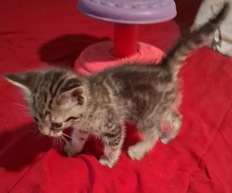 A baby small-sized female Gray / Blue / Silver Domestic Short Hair cat named Sachet for adoption in Shawnee, OK