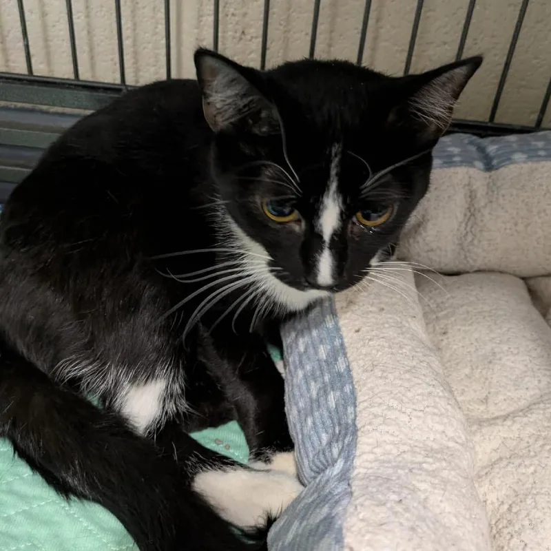 An adult medium-sized female Black Domestic Short Hair cat named Skunk for adoption in Toms Brook, VA