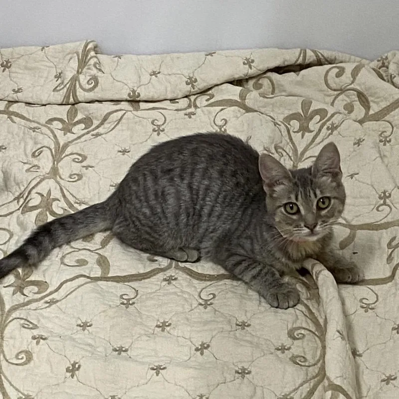 A baby small-sized female Domestic Short Hair cat named Mary for adoption in Franklin, NC