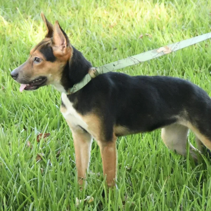 A young medium-sized female Black Shepherd dog named Trinity for adoption in Natchez, MS