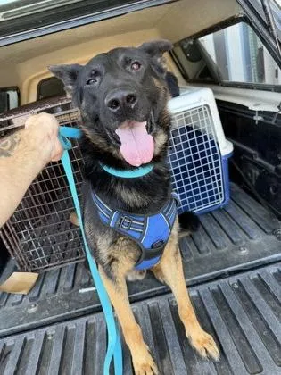 An adult large-sized male German Shepherd Dog dog named Ralph for adoption in Fresno, CA
