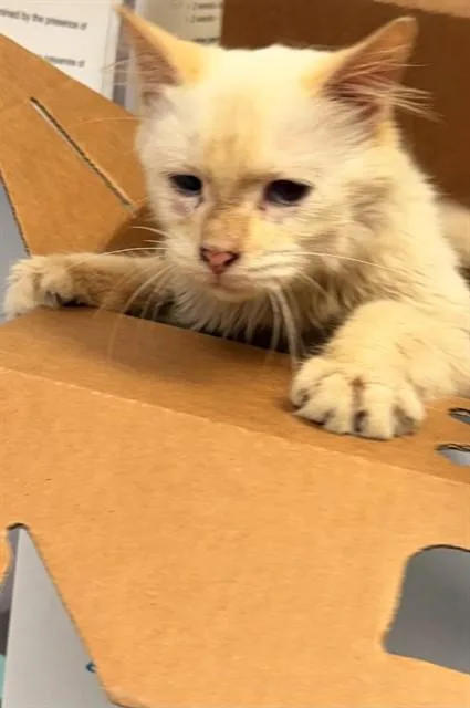 An adult small-sized female Domestic Short Hair cat named Lillian for adoption in Jacksonville, FL