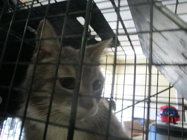 An adult small-sized female Domestic Short Hair cat named Cleopatra for adoption in Ocala, FL