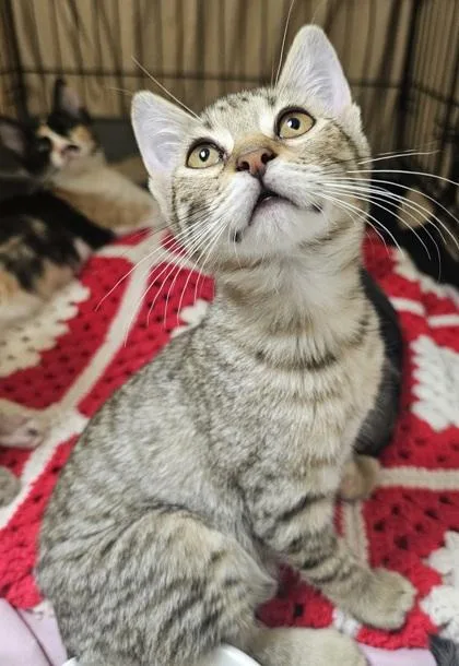 A young small-sized female Domestic Short Hair cat named Tilly for adoption in Phoenix, AZ