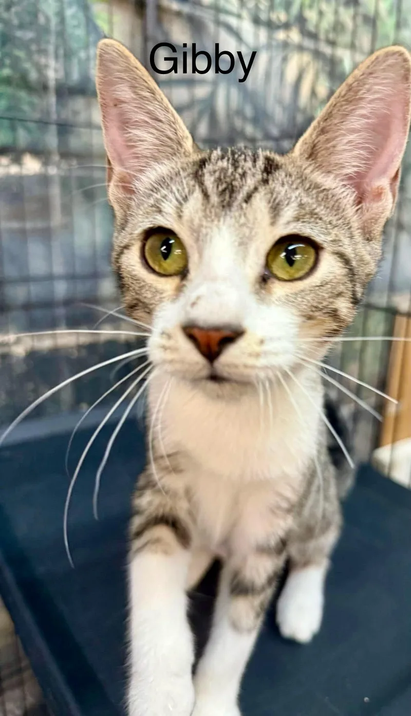 Gibby thumbnail 2