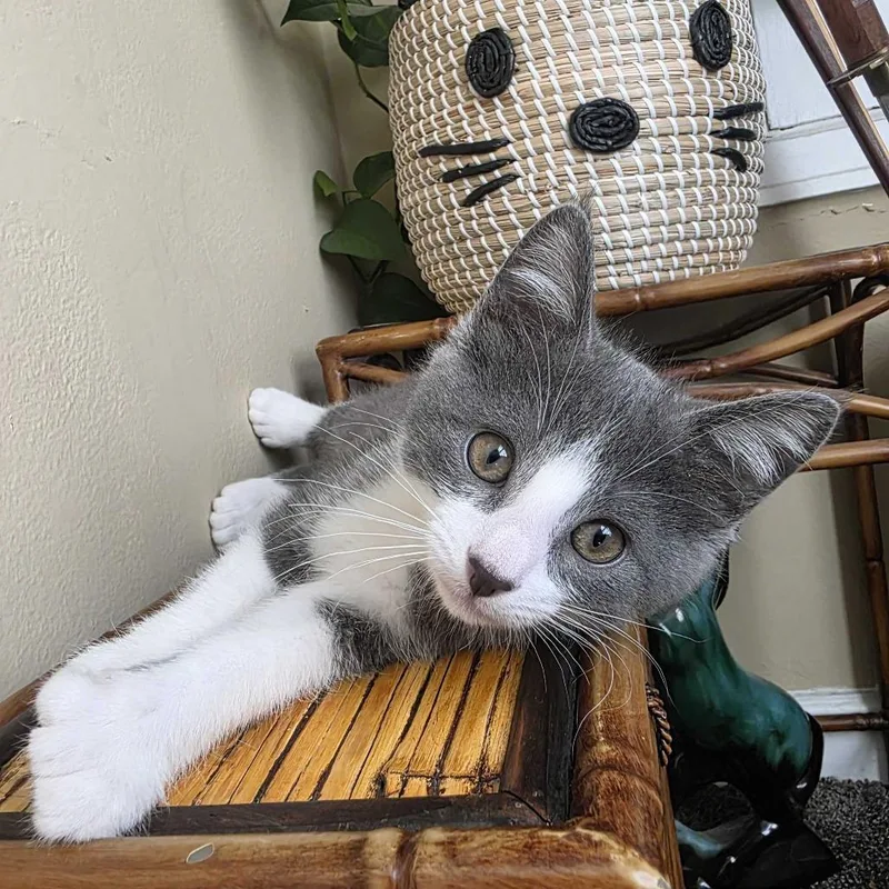 A baby small-sized female Gray / Blue / Silver Domestic Short Hair cat named Princess Shockra for adoption in Milan, IL