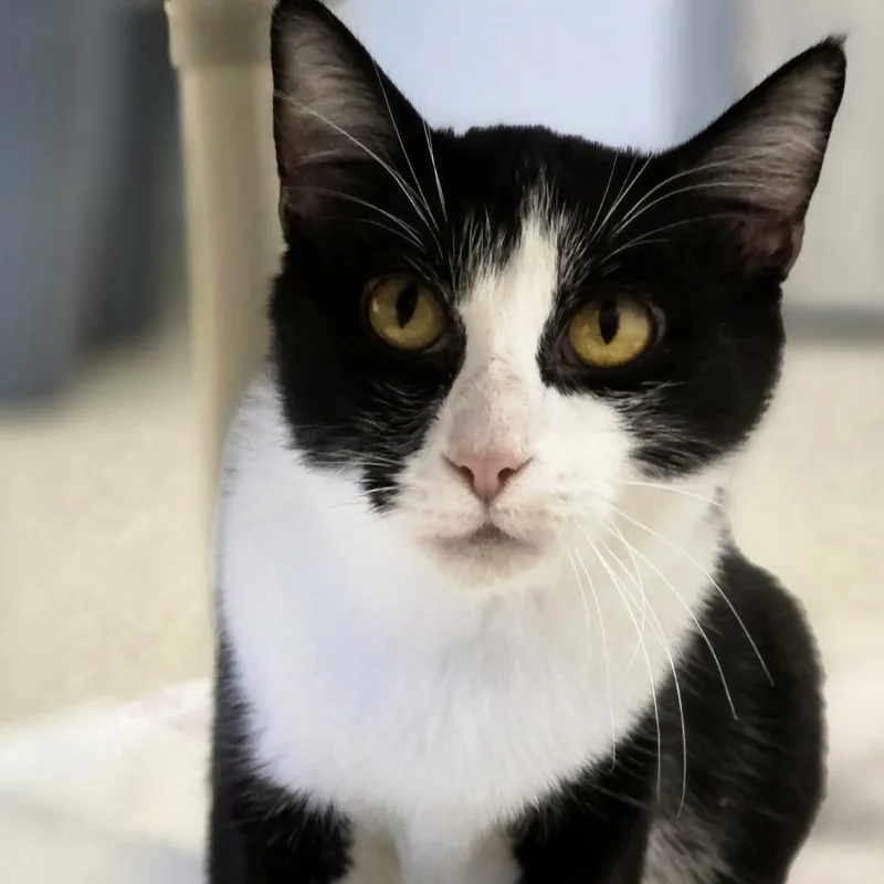 A young medium-sized female Black & White / Tuxedo Domestic Short Hair cat named Martini for adoption in Cooperstown, NY