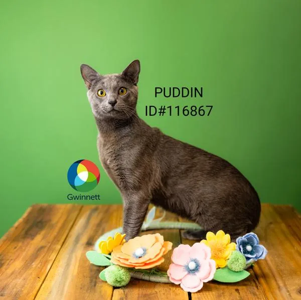An adult medium-sized male Domestic Short Hair cat named Pen C Puddin for adoption in Lawrenceville, GA