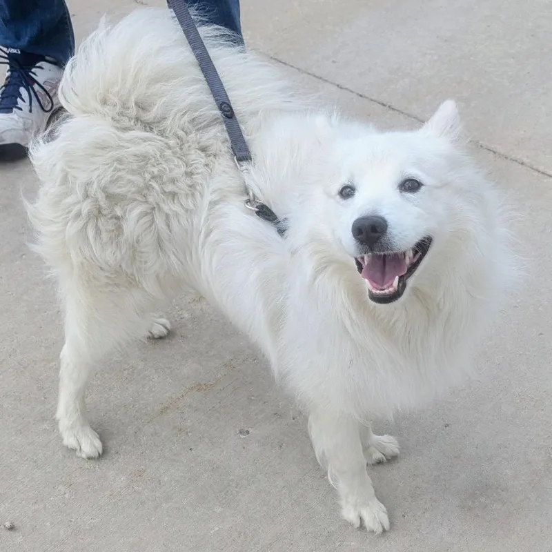 A young medium-sized male White / Cream Eskimo Dog dog named Tucker for adoption in Delaware, OH
