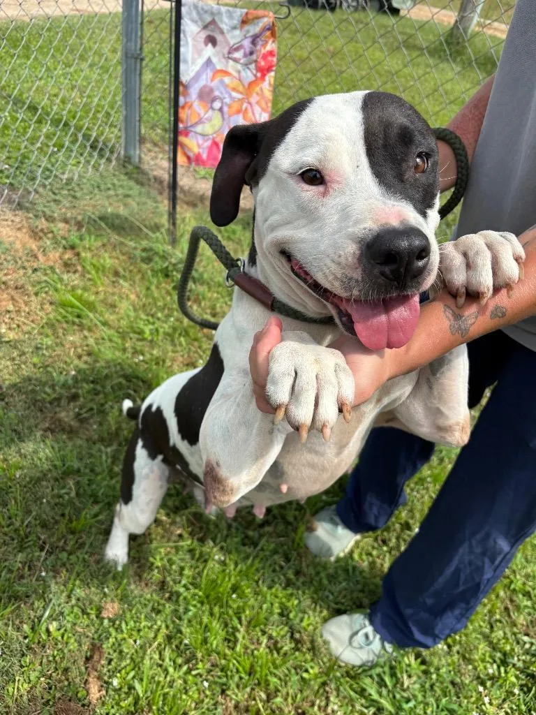 An adult large-sized female Pit Bull Terrier dog named Dream for adoption in Metter, GA