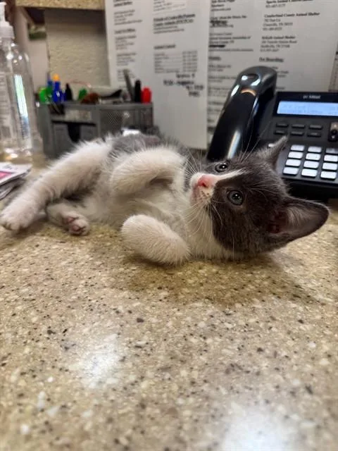 Pippy