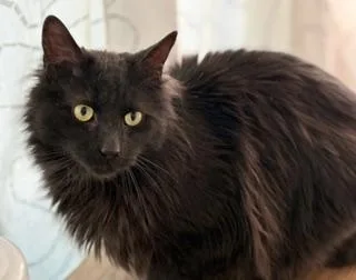 An adult large-sized male Black Domestic Long Hair cat named Salaam for adoption in Philadelphia, PA