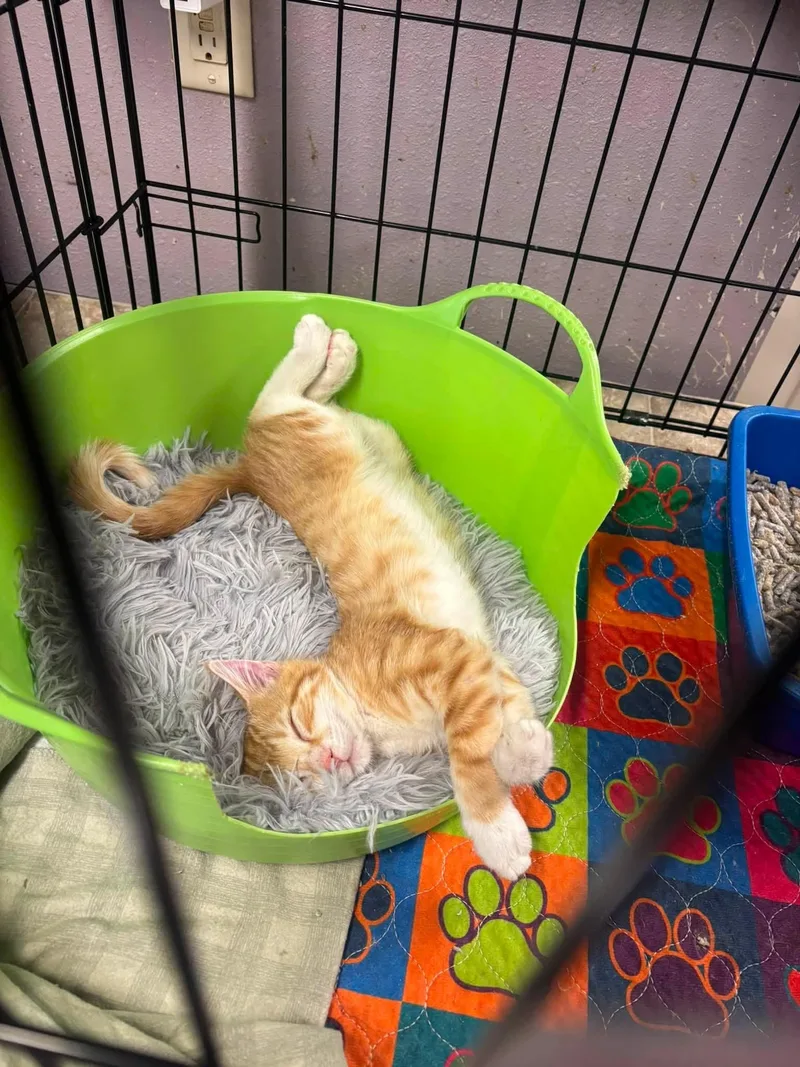 A baby medium-sized male Tabby cat named Orange Crush for adoption in New Richmond, WI