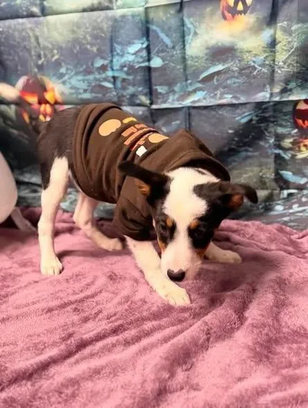 A young medium-sized female Australian Shepherd dog named Fig for adoption in Munfordville, KY