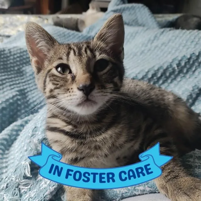 A baby small-sized female Domestic Short Hair cat named Svetlana for adoption in Tallahassee, FL