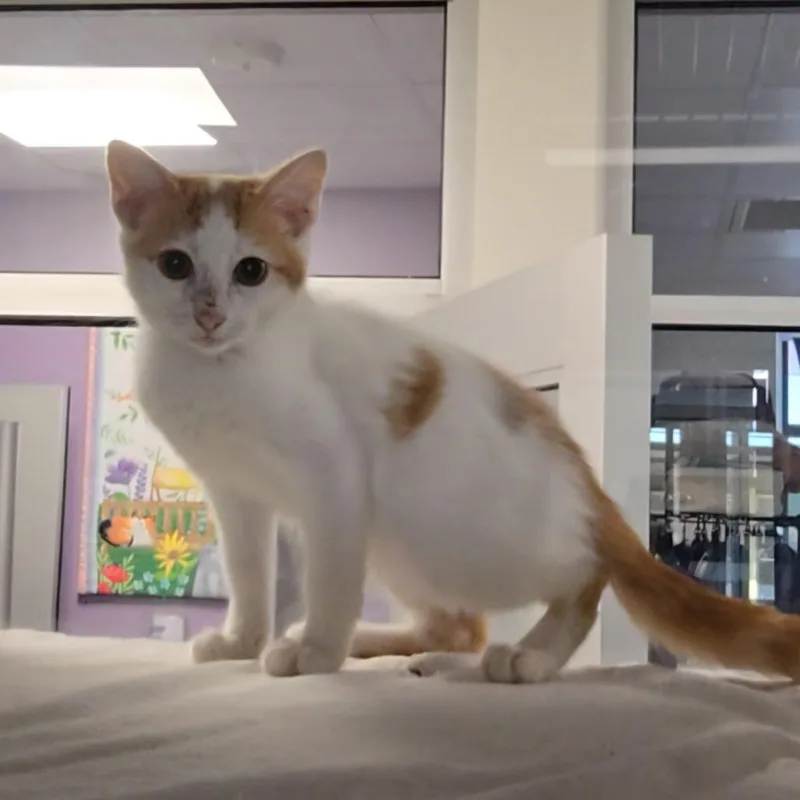 A baby small-sized male White Domestic Short Hair cat named Twix for adoption in Las Cruces, NM